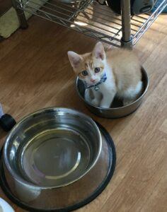 Small orange, white cat sitting in small metal bowl