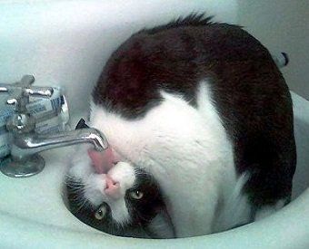 Tuxedo cat distorts head to drink from faucet