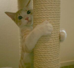 Young orange & white cat hugging scratching post
