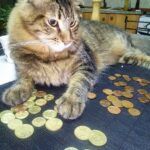 cat on bed with lots of coins