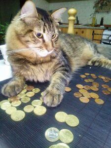 cat on bed with lots of coins