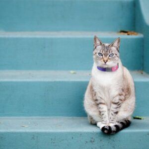 white & striped cat sitting, GPS collar