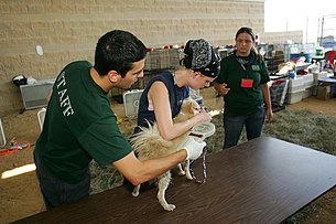 People holding dog; inserting microchip