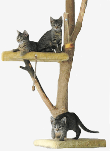 3 cats with tree scratching post