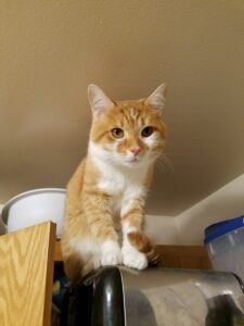 Orange and white kitten