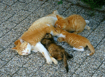 Mother cat and kittens