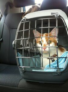 orange and white kitten in carrier