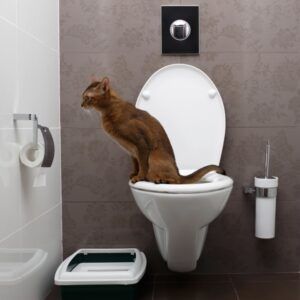 Brown cat using toilet