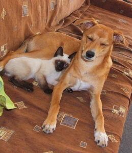 Cat and dog sleeping together