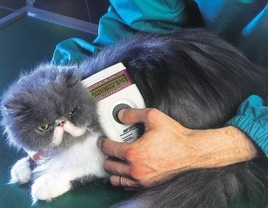 Checking grey cat for microchip