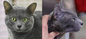 Face and profile of the Korat