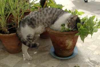 grey & white cat with feet on ground, head and front paws in pot of catnip