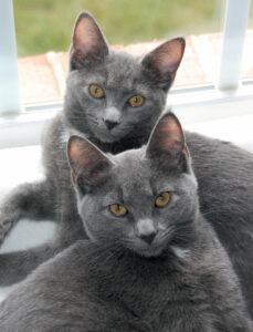 Two young Korat sister cats