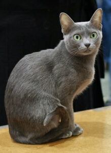 Korat cat in a cat show