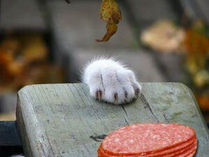 Sliced meat; cat's paw reaching