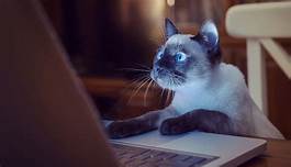 Cat at computer