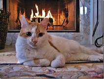 orange and white cat by the fire