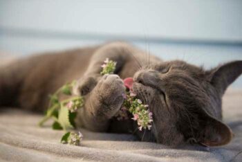 Grey cat, lying down, holding catnip plant