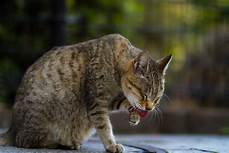 Grey striped tabby washing itself