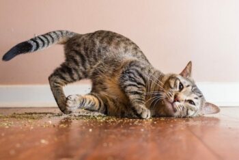 grey tiger cat rolling in catnip