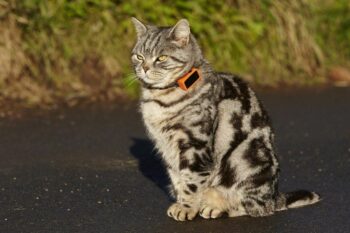 Tabby cat with GPS tracker collar