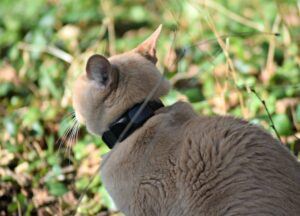 Tan cat, sitting, head away; GPS tracker collar