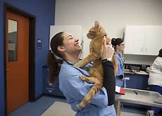 Cat with vet staff