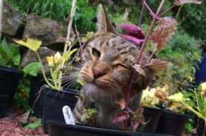 grey cat sniffing catnip plant