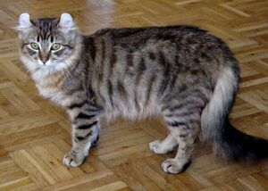 Grey & black striped cat, curled ears