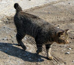 Grey striped cat with bobtail