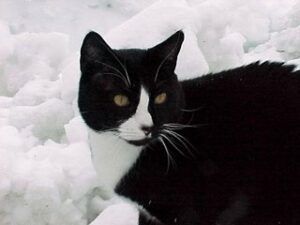 Carlos, a tuxedo cat, in the snow