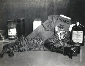 Cat sprawling;yawning against Marine's supplies