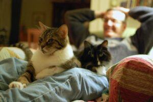 man reclining in chair with two cats on his lap