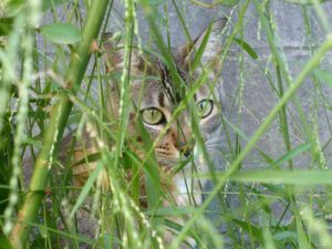 grey cat peering through long grass