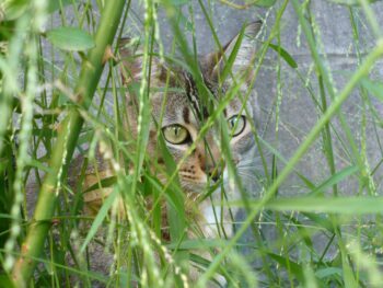 grey cat peering through long grass