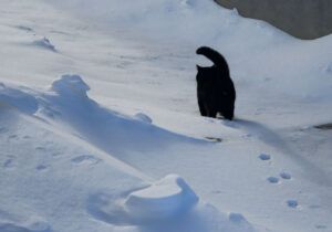 Black cat in snow; trail of footprints