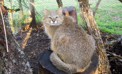 light tannish yellow pampas cat