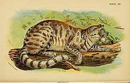 Pampas cat: yellow-brown with stripes