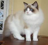 Long-haired Ragdoll; seal-point markings