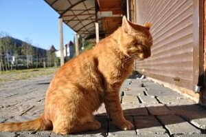 An old orange cat sitting in the sun