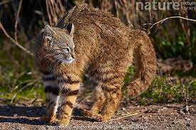 orange-brown striped pampas cat