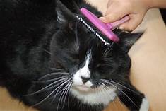 Black and white cat being brushed (head and shoulders)