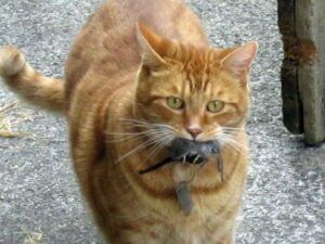 Orange cat carrying mouse