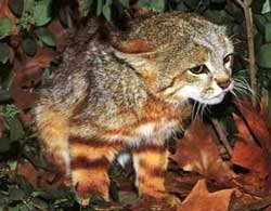 grey and yellow Pampas cat