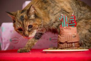 Old orange & grey cat with birthday cake