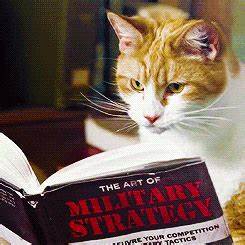 cat reading book on military strategy