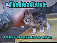 kitten giving head bump