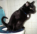 Black cat using toilet