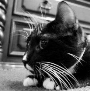 head of tuxedo cat; prominent whiskers