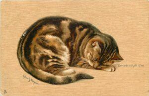 Tortoiseshell cat, lying down asleep